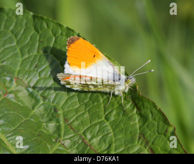 Maschio punta arancione (Anthocharis cardamines) farfalla, ali aperte Foto Stock