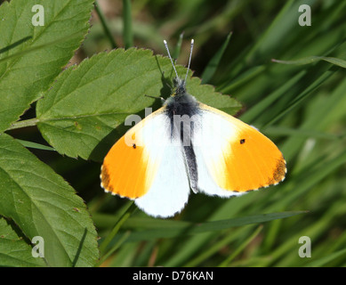Maschio punta arancione (Anthocharis cardamines) farfalla Foto Stock