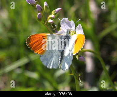 Macro dettagliata di un maschio punta arancione (Anthocharis cardamines) farfalla Foto Stock