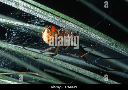 Brown vedova Latrodectus geometricus, Theridiidae Foto Stock