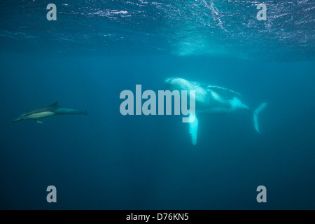 Humpback Whale, Megaptera novaeangliae, Oceano Indiano, Costa Selvaggia, Sud Africa Foto Stock