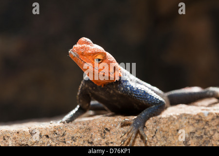 Maschio Agama comune, Agama AGAMA SA, Brandberg, Erongo, Namibia Foto Stock