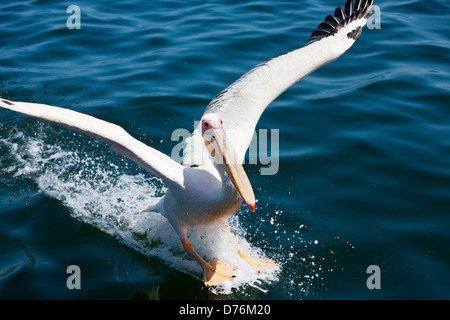 Lo sbarco di Great White Pelican, Pelecanus onocrotalus, Walvis Bay, Namibia Foto Stock