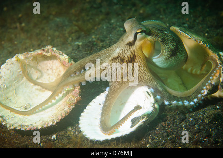 Polpo venato, Lembeh strait, Sulawesi, Indonesia. Foto Stock