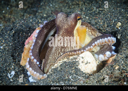 Polpo venato, Lembeh strait, Sulawesi, Indonesia. Foto Stock