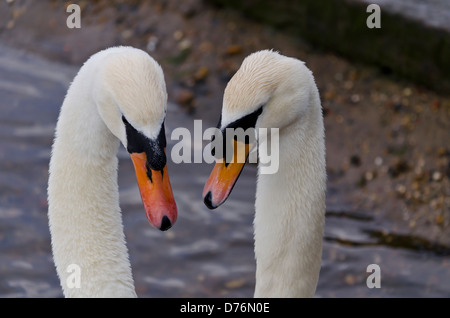 Due cigni rendendo a forma di cuore Foto Stock