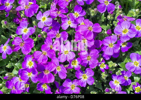 Aubrieta medico muli Dr fiori viola Aubretia Foto Stock