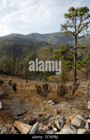 Paesaggio Interiore di Gran Canaria, piccolo serbatoio. La fauna e gli alberi che mostrano i segni di una nuova crescita dopo bush/gli incendi boschivi. Foto Stock