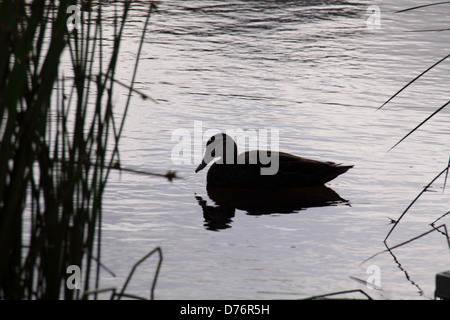 Pacific Black Duck (Anas superciliosa) Foto Stock