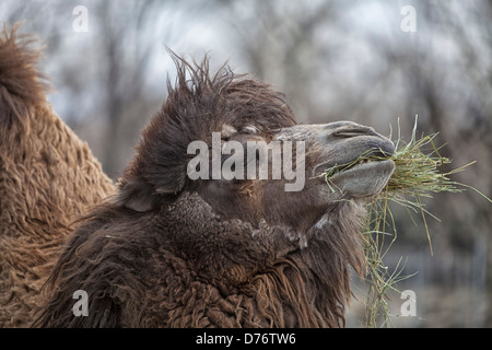 Cammello Bactrian mangia fieno, avente il pranzo a due hump cammello, Foto Stock