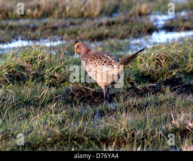 Anello femmina colli (Fagiano Phasianus colchicus) rovistando in inverno Foto Stock