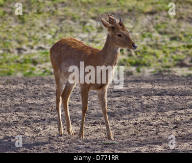 Blackbuck (Antilope cervicapra) maschio Foto Stock