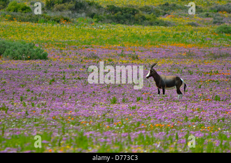 Africa Africa del sud della costa occidentale del parco nazionale di antilope bontebok (Damaliscus pygargus in campi di fiori Foto Stock