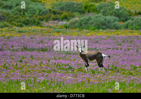 Africa Africa del sud della costa occidentale del parco nazionale di antilope bontebok (Damaliscus pygargus in campi di fiori Foto Stock