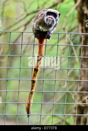 Pied tamarin in corrispondenza di Durrell Wildlife Conservation Park Jersey Isole del Canale Foto Stock