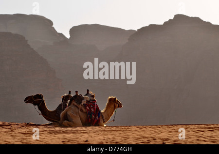 Giordania Wadi Rum riserva appoggio cammelli Foto Stock