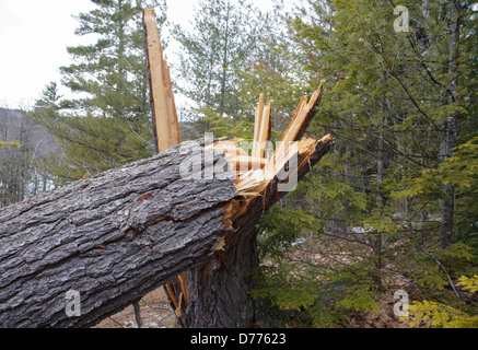 Twisted legno di conifera albero durante i mesi primaverili lungo in Albany, New Hampshire USA Foto Stock