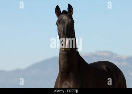 Pura Raza Española ritratto Foto Stock