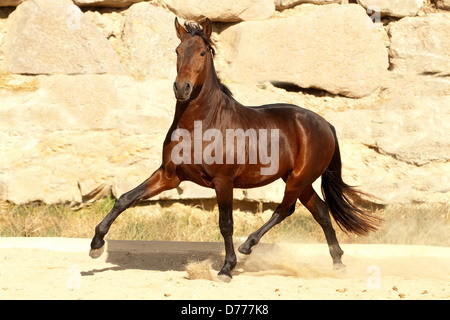 Trottare Pura Raza Española Foto Stock