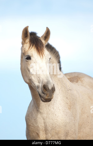 Pura Raza Española ritratto Foto Stock