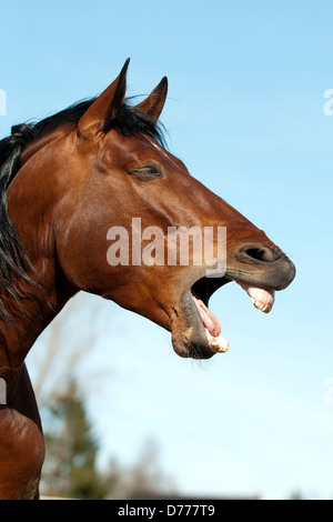 Pura Raza Española ritratto Foto Stock