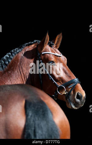 Pura Raza Española ritratto Foto Stock