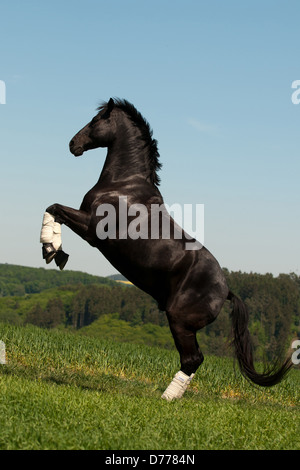 Rising Hanoverian Foto Stock