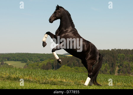 Rising Hanoverian Foto Stock