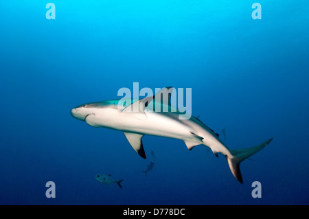 Un squalo Blacktip prowls per la preda in acque aperte. Foto Stock