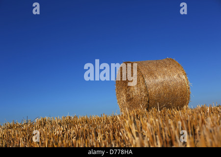 Torre Alfina, Italia, le balle di paglia in un campo Foto Stock