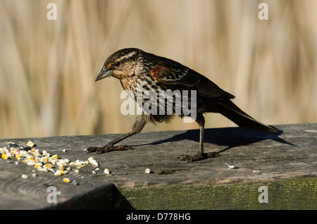 Un maschio immaturo rosso-winged blackbird passeggiate oltre ad alcuni feed su una rampa di legno. Foto Stock