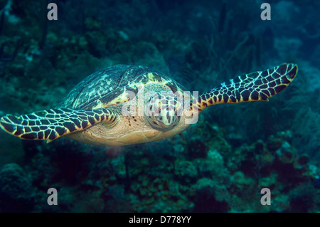 Un Hawksbill sea turtle nuota su una barriera corallina vicino all'Isola di Roatan, Honduras. Foto Stock