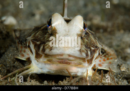 Una ripresa macro di un mare robin Foto Stock