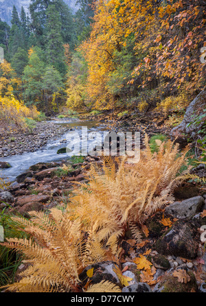 Parco Nazionale di Yosemite, CA: Felci sulla parte superiore della banca di fiume Merced in caduta. Foto Stock