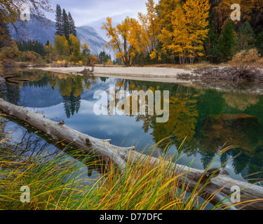 Parco Nazionale di Yosemite, CA: Calma riflessioni lungo il fiume Merced con cupola sentinella della distanza per l'autunno. Foto Stock