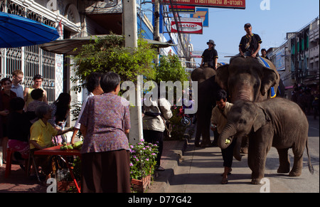 Thailandia città di Surin elefanti in strada durante il festival Foto Stock