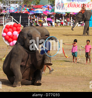 Asia Thailandia città di Surin Elephant Round up Foto Stock