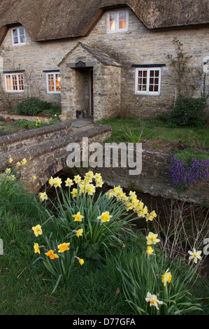 La primavera è arrivata. Giunchiglie crescere nella parte anteriore di questo pittoresco cottage con il tetto di paglia nel Dorset villaggio di Martinstown. Inghilterra, Regno Unito. Foto Stock