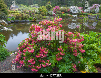 Shore acri del parco statale, o: Rhododendron 'Golden Gate' fioritura da stagno al Simpson Giardino Immobiliari in primavera. Foto Stock