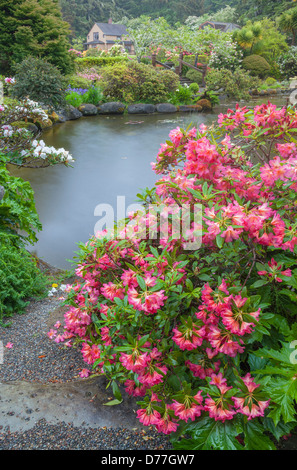 Shore acri del parco statale, o: Rhododendron 'Golden Gate' fioritura da stagno al Simpson Giardino Immobiliari in primavera. Foto Stock