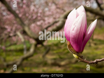 Dettaglio della fioritura di fiori di magnolia sul ramo Foto Stock