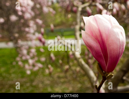 Dettaglio della fioritura di fiori di magnolia sul ramo Foto Stock