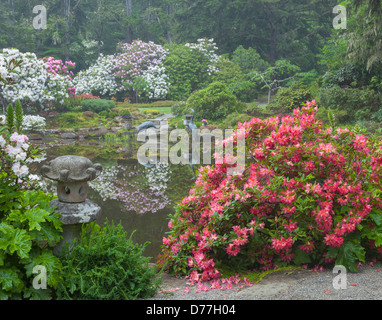 Shore acri del parco statale, o: Rhododendron 'Golden Gate' fioritura da stagno al Simpson Giardino Immobiliari in primavera. Foto Stock