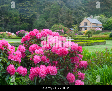 Shore acri del parco statale, o: I Simpson Giardino Immobiliari in primavera con azalee e rododendri in fiore. Foto Stock