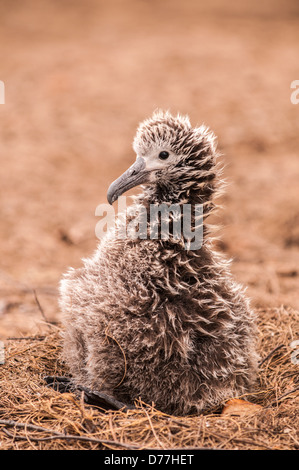 Laysan Albatross pulcino su NEST, Kilauea Point National Wildlife Refuge, Kauai, Hawaii Foto Stock