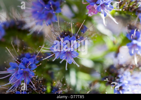 Echium candicans Echium fastuosum orgoglio di Madera Foto Stock
