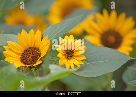 Girasole giallo fiore giardino bokeh sfocato foglie. Foto Stock