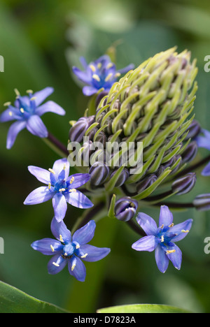 A forma di cono di cluster di Scilla peruviana, singoli fiori inizia ad aprirsi al di sotto di altri ancora in bud. Foto Stock