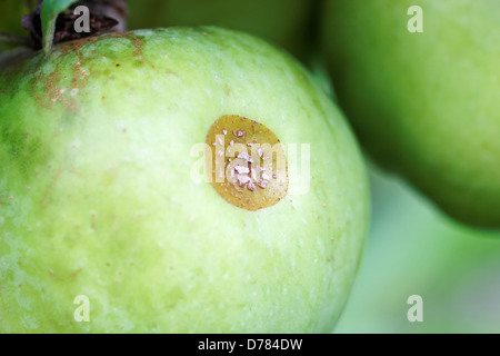 Bug del capside di danni su un Apple sulla struttura ad albero Foto Stock