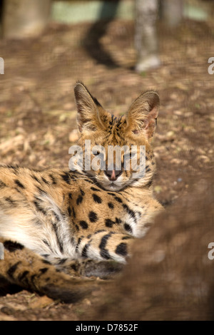 Gatto del Serval Foto Stock